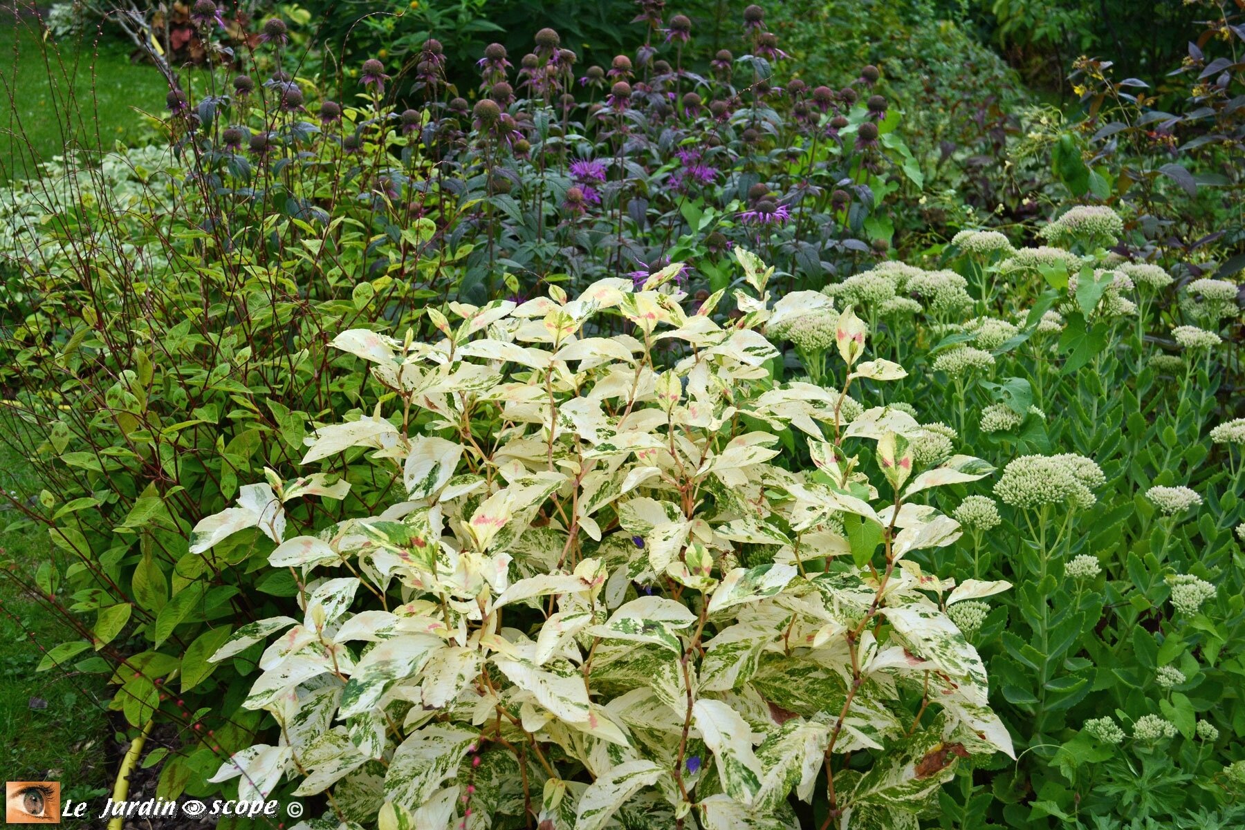 Percicaria virginiana 'Painter's palette'