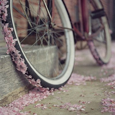 ilike,pink,photo,bike,blossom,wheel-2d43e426d40052fe5a9a78da13e6996c_h
