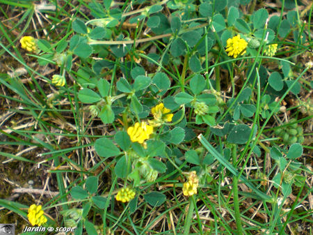 Luzerne_fleurs_jaunes