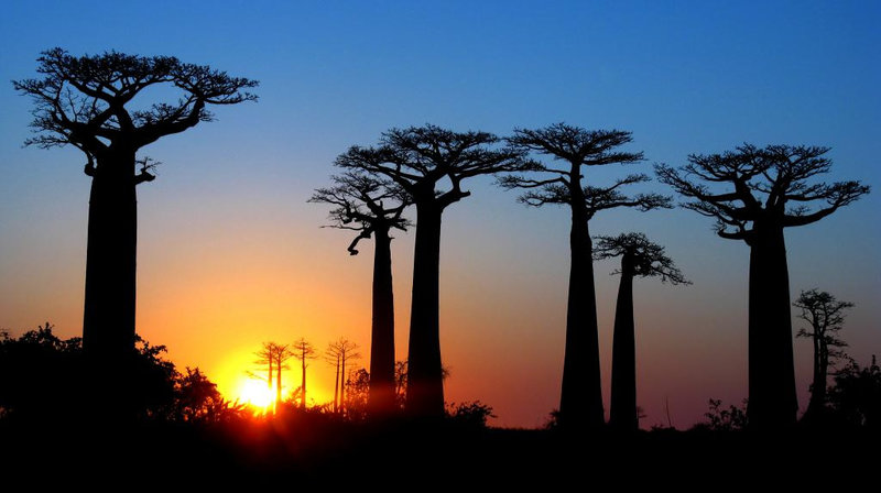 Avenue_of_the_baobabs_at_sunrise_blue_and_gold_madagascar