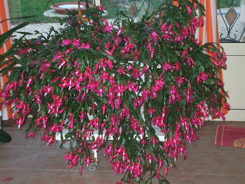 copine liliane - cactus 105 ans en 2014