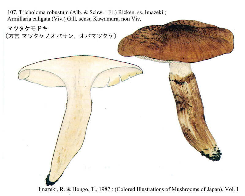 Tricholma robustum s imazeki Matsutake modoki
