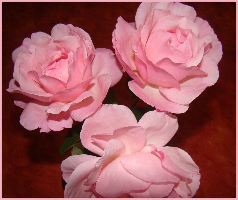 octrose4