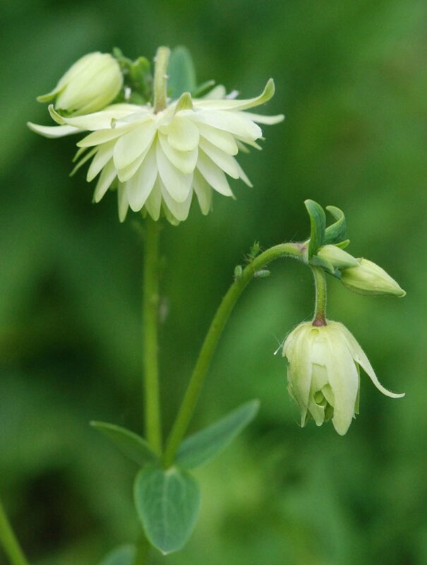 Aquilegia vulgaris var