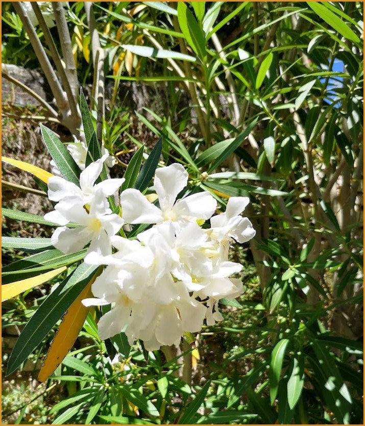 FLEURDIMANCHE1