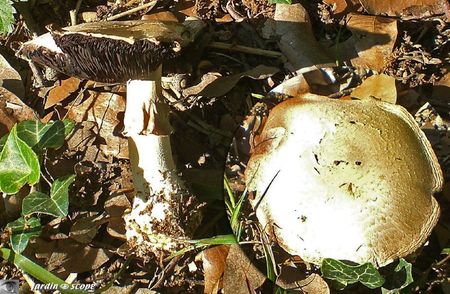 Agaricus-xanthoderma-1
