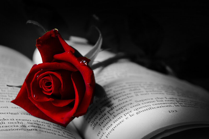book-with-red-rose-2000x1333-wallpaper