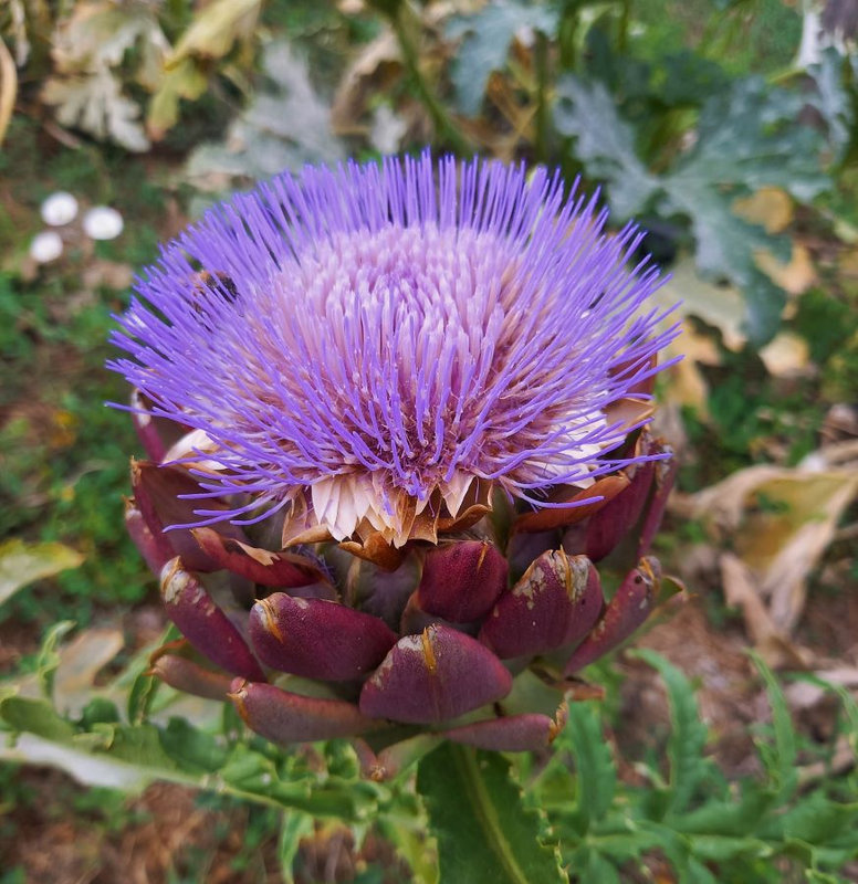 fleur d'artichaud