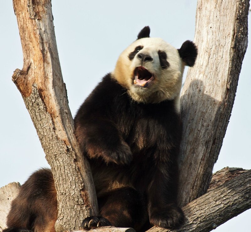 94-Panda Geant