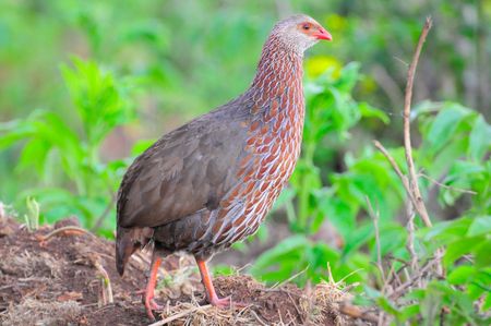 Francolin_de_Jackson__parc_des_Aberdares__Kenya