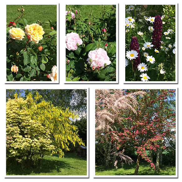 Jardin