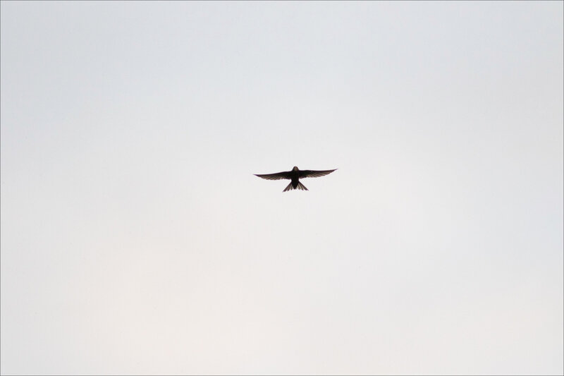 Oiseau martinet contrej 250620