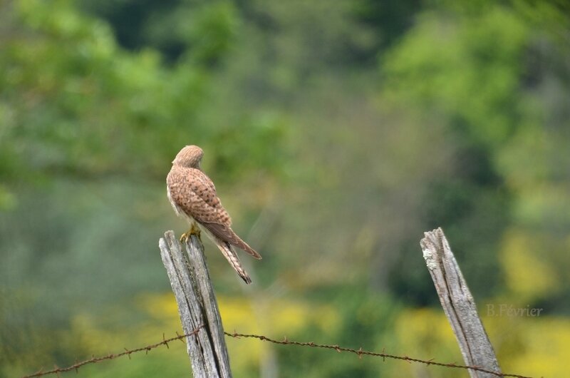 Faucon crécerelle (Falco tinnunculus) - Common kestrel