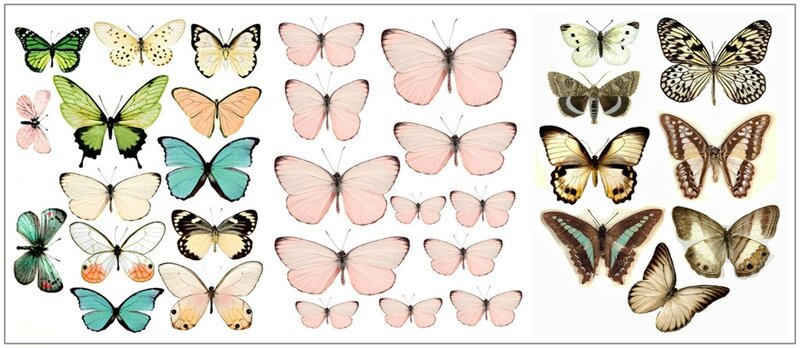 papillon4