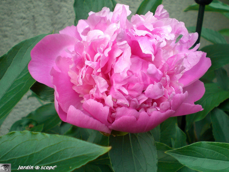 Paeonia officinalis 'Mr Jules Elie'