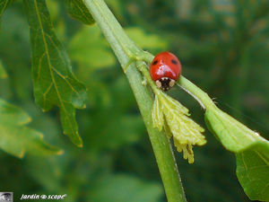 Coccinelle 2 points • Adalia bipunctata