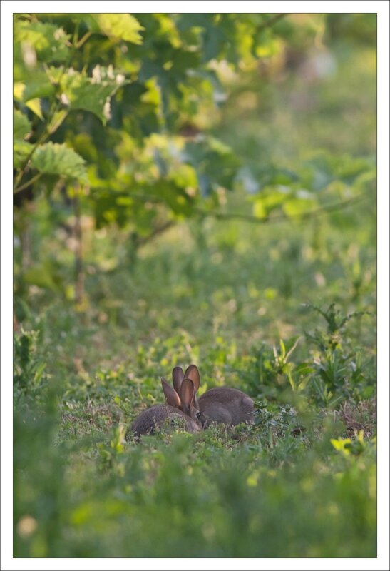 plaine vigne lapins 4 duo 140614