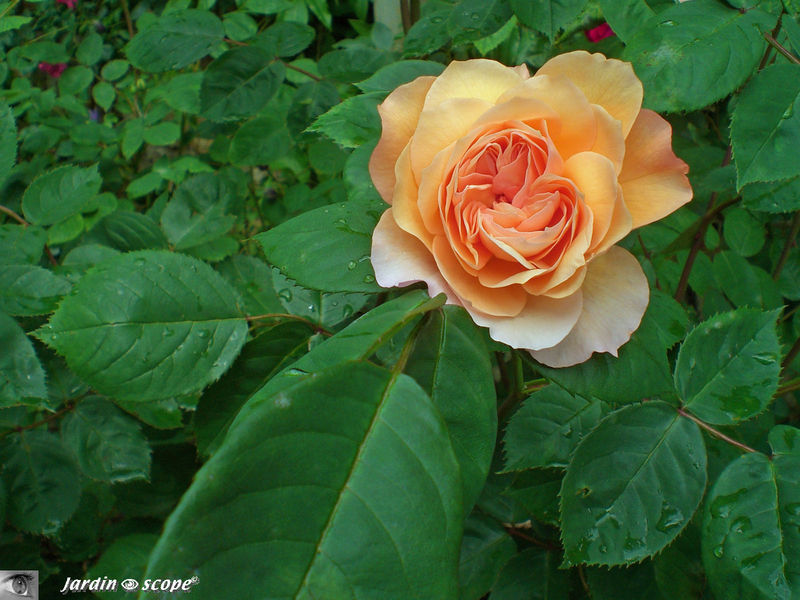 Rosier jaune abricot