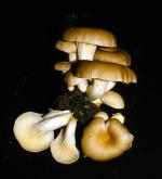 Pleurotus cornucopiae 1984 0716_0001