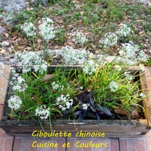ciboulette_chinoise