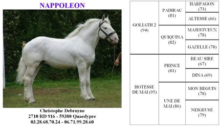 Nappoleon (1)