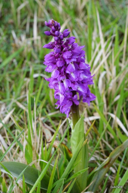 male orchidées (35)