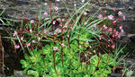 saxifraga_umbrosa_1_