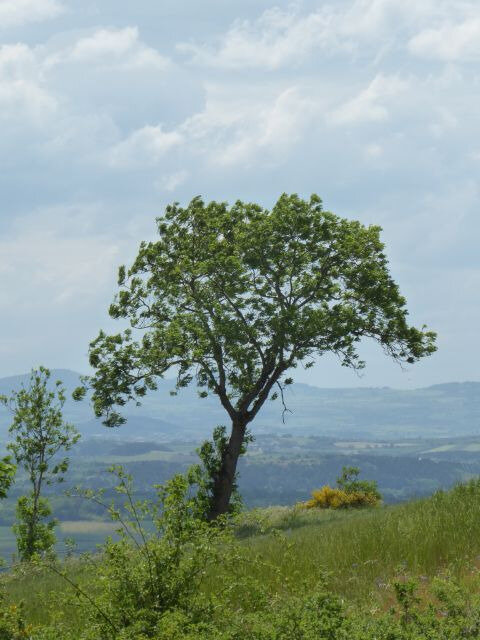 a20