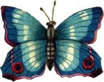 big_blue_butterfly