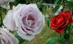 Fête des , roses à Veules et fêtes de fin d'année Nina 103
