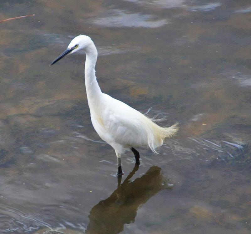 AIGRETTE 03-09-2022 Quimper (9)