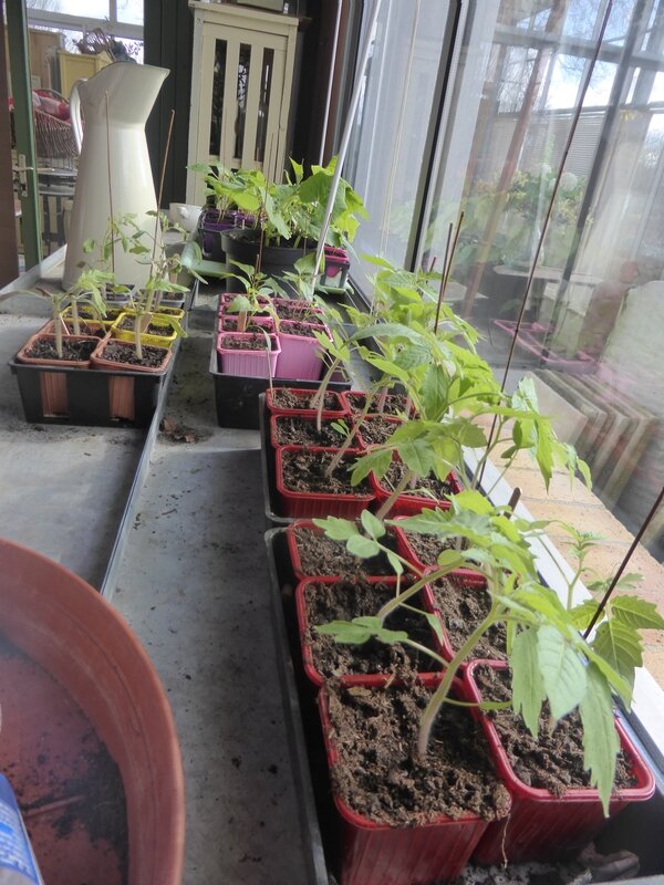 21-plants nursery (3)