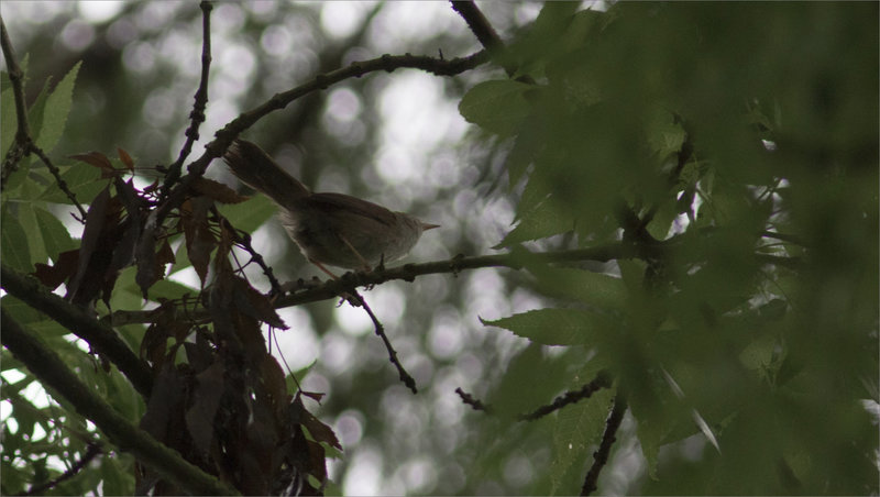 Oiseau Bouscarle 2 180621