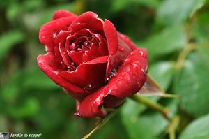Red-Parfum-en-pleurs