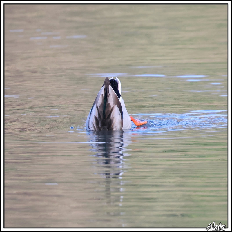 un canard qui se prend pour un chicon !