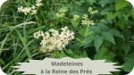 27 REINE DES PRES(6)Madeleines à la Reine des Prés-modified