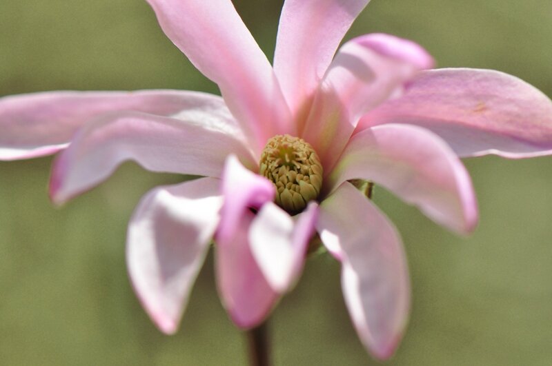 magnolia stellata rosea (2)