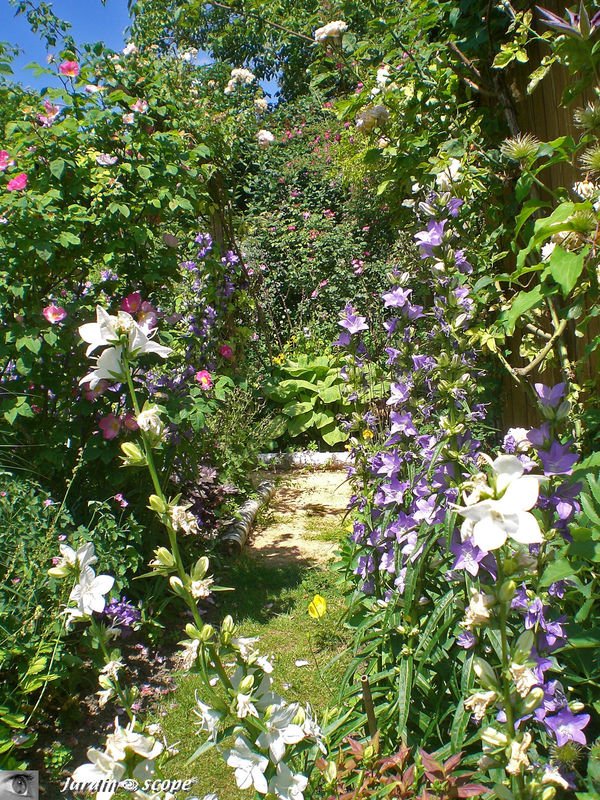 Autour de la cabane de jardin au toit végétalisé…