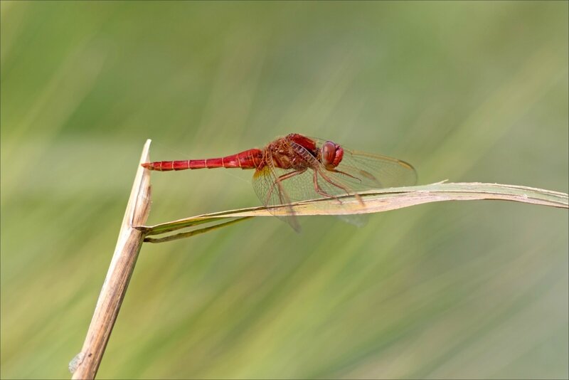 MS Brouage 260817 16 Crocothemis écarlate