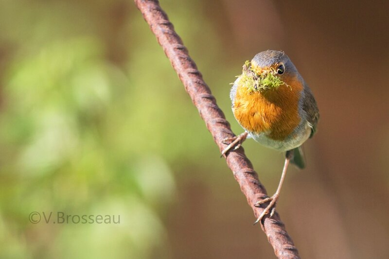 rouge-gorge-nid-16-09