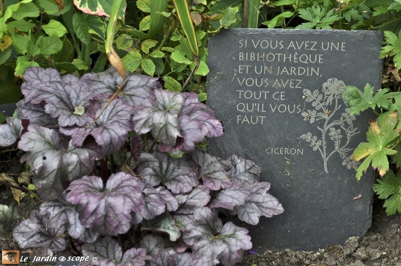 Heuchera-x-Sugar-Plum