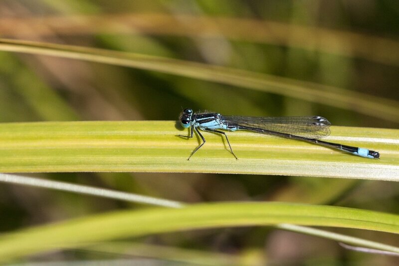 IMG_2861_demoiselle_final
