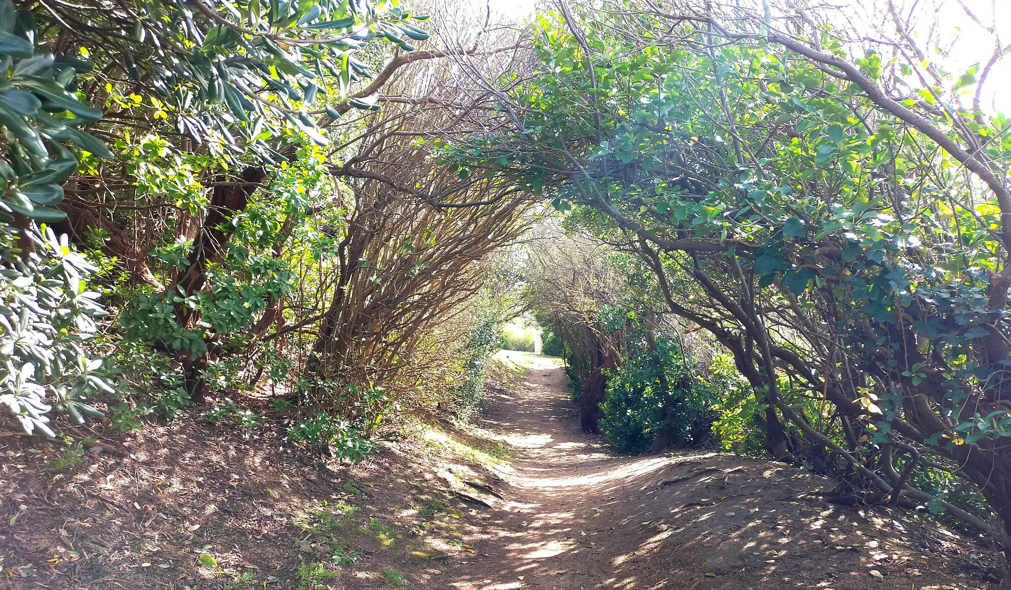 Bidart, sentier du littoral, vers la source Juana (64)