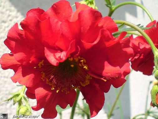 Benoite Geum rouge