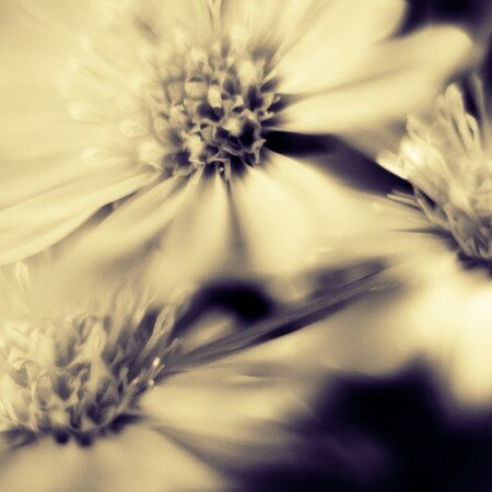 fleurs_3