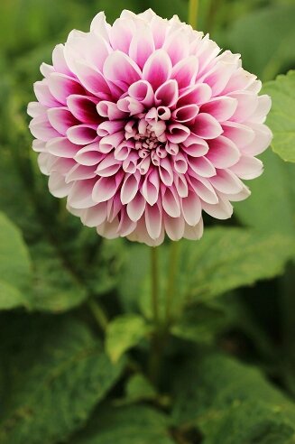 dahlia