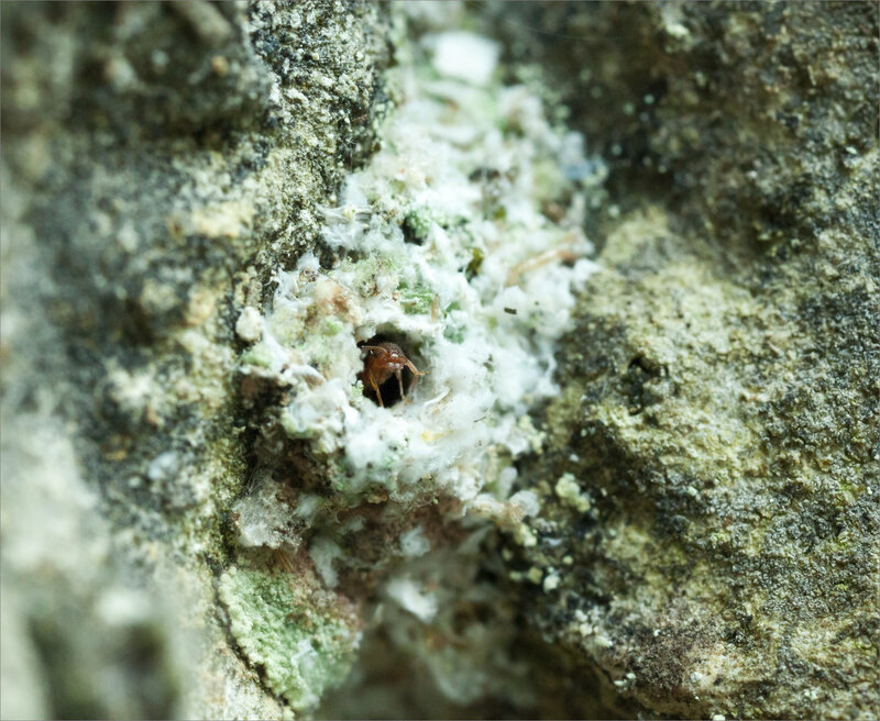 SM mur insectes 160519 9 entrée fourmiliaire fourmis