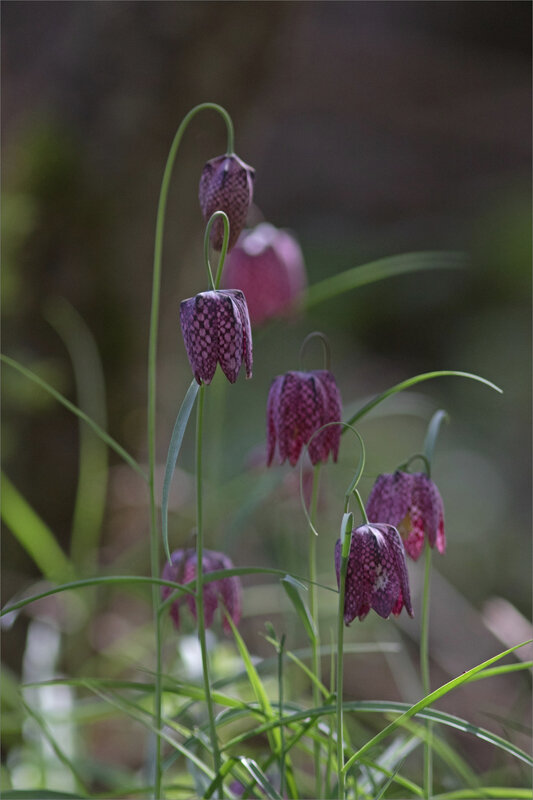 Galuchet 170321 7 ym fritillaires en pyramide