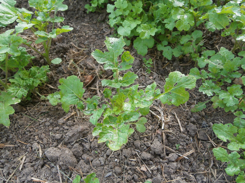 Quelques jeunes plants de moutarde