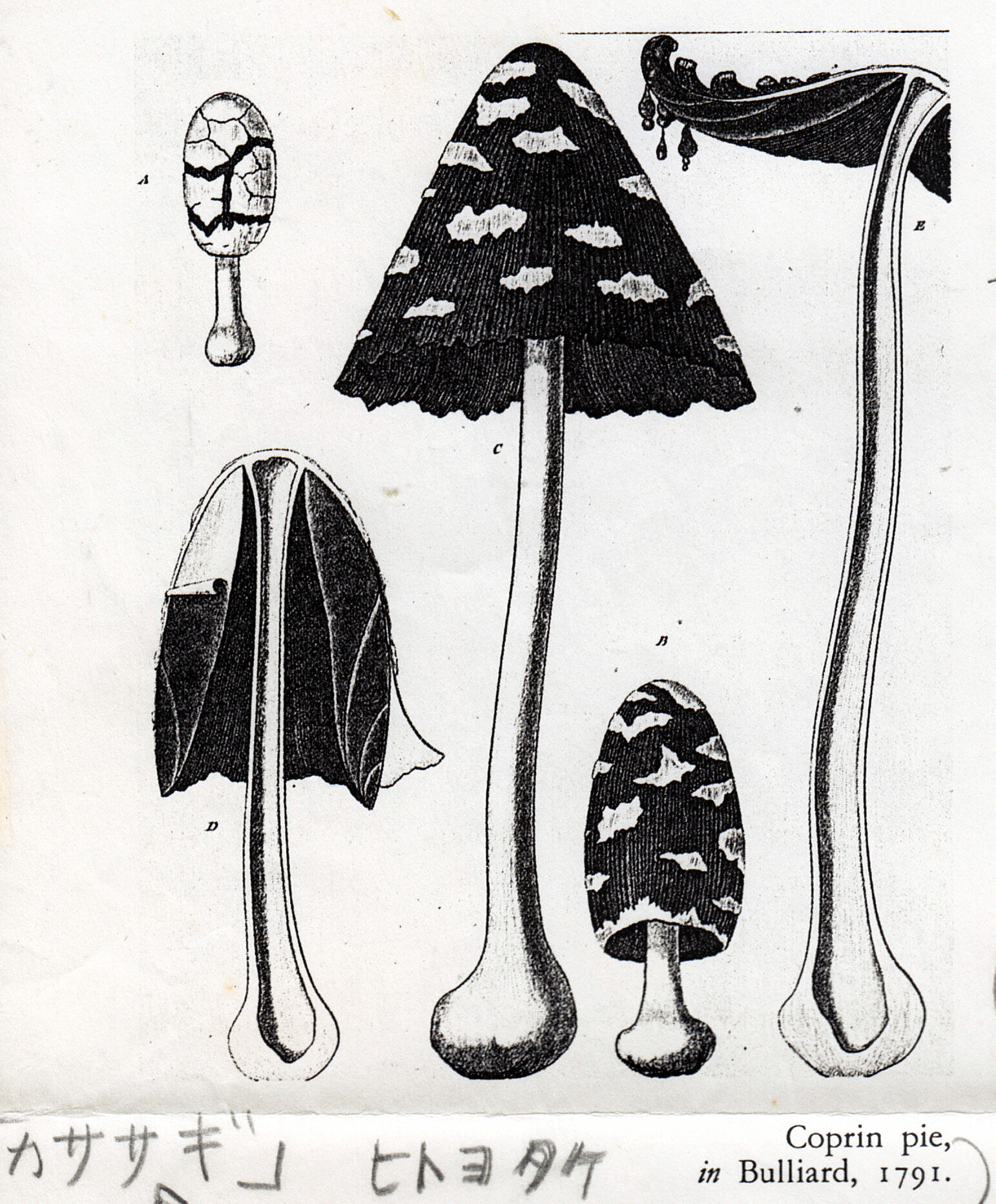 【絵】Coprin pie, in Bulliard, 1791 「カササギ」ヒトヨタケ【和名なし】ビュリアールの「フランスのキノコ」から、１７９１年。